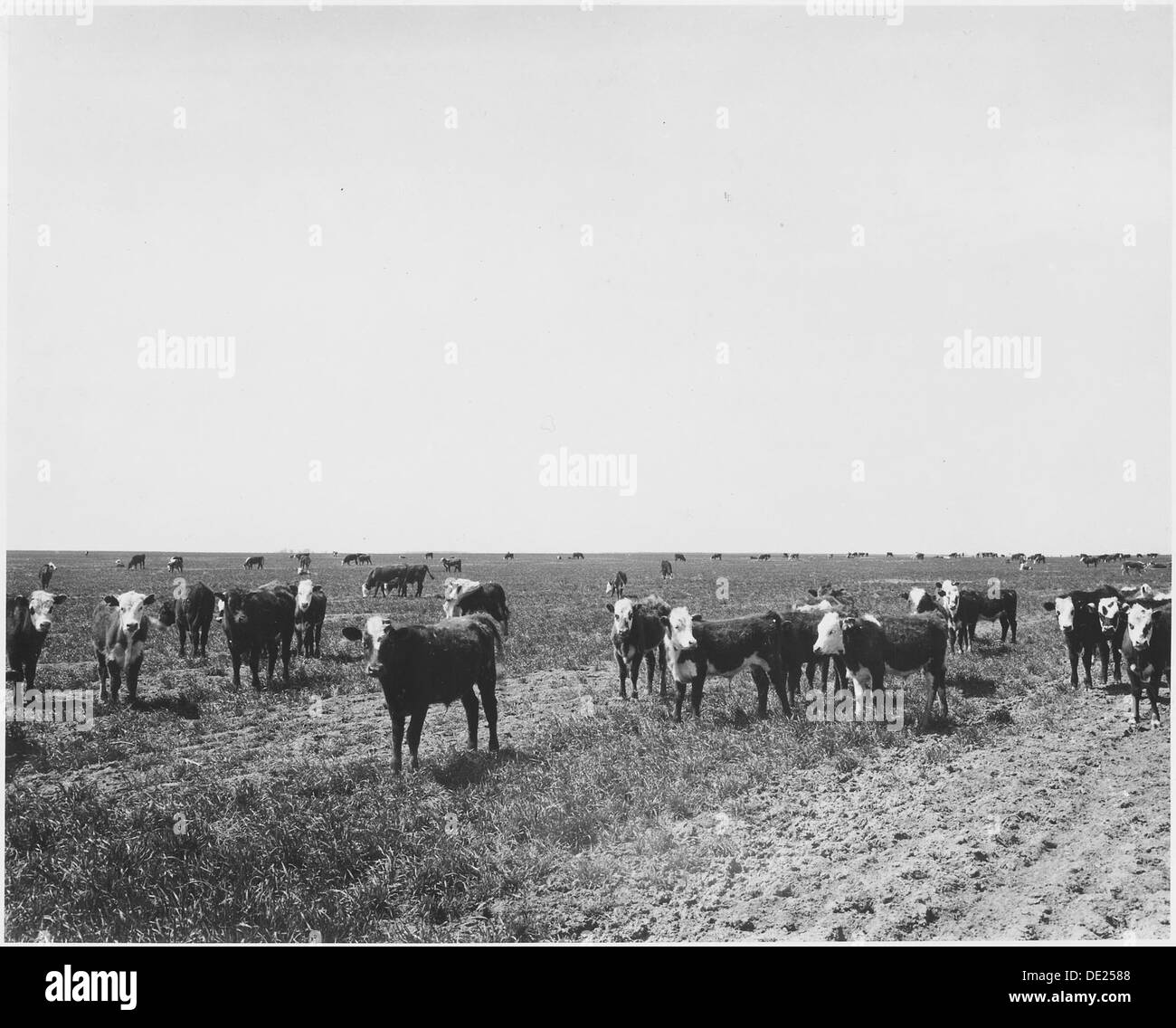 La Contea di Haskell, Kansas. In autunno, quando il grano viene fino e i campi sono di colore verde, carloads di w . . . 522121 Foto Stock