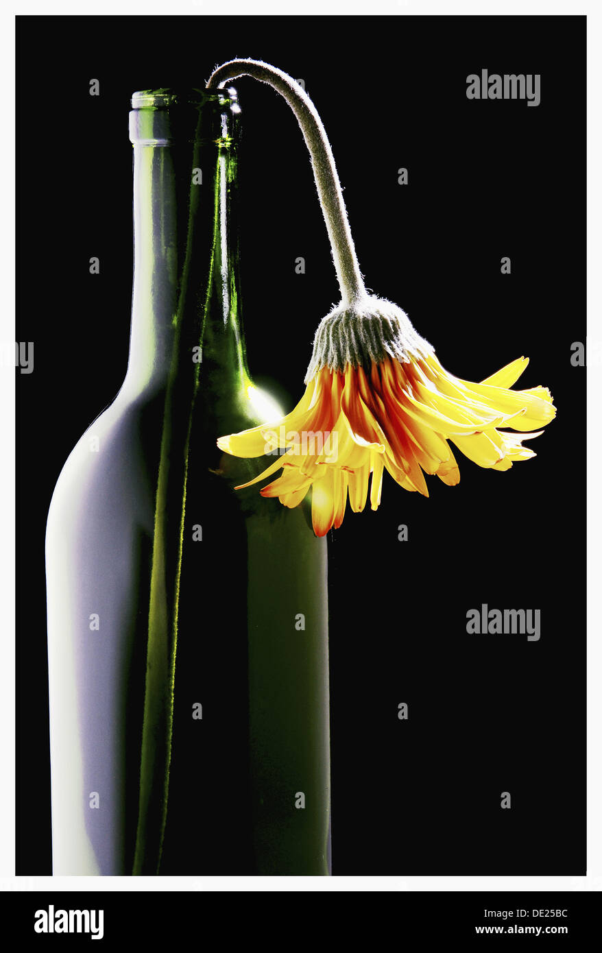 Fiore Appassito In Bottiglia Per Vino Foto Stock Alamy