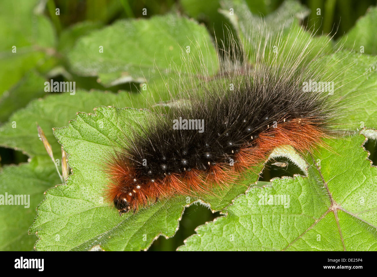 Giardino tiger moth, larve, Caterpillar, Brauner Bär, Raupe, Bärenspinner, Arctia caja Foto Stock