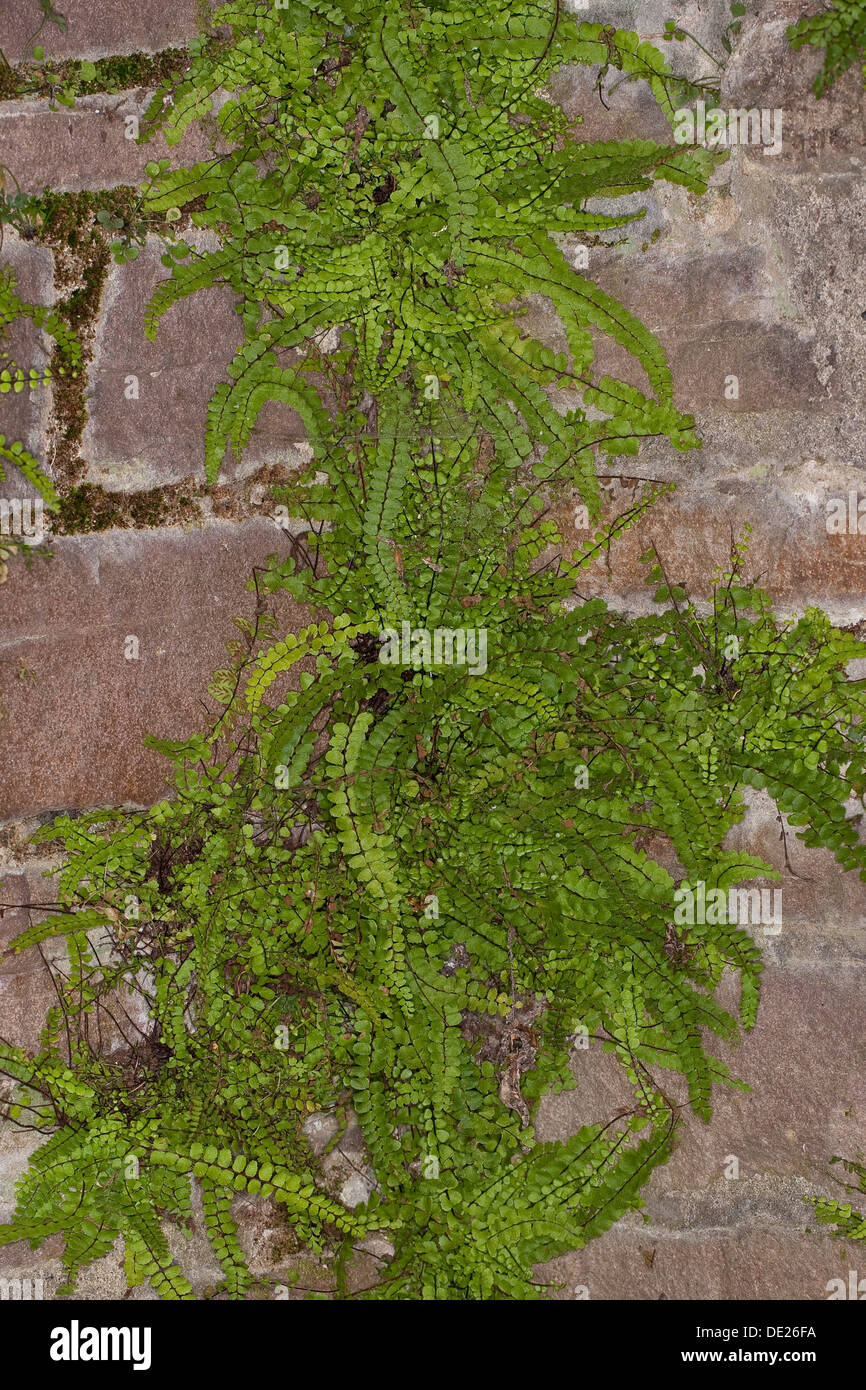 Maidenhair Spleenwort, in corrispondenza di una parete, Brauner Streifenfarn, Braunstieliger Streifenfarn un Mauer, Asplenium trichomanes Foto Stock