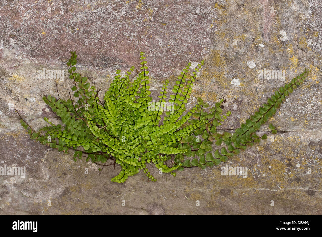 Maidenhair Spleenwort, in corrispondenza di una parete, Brauner Streifenfarn, Braunstieliger Streifenfarn un Mauer, Asplenium trichomanes Foto Stock