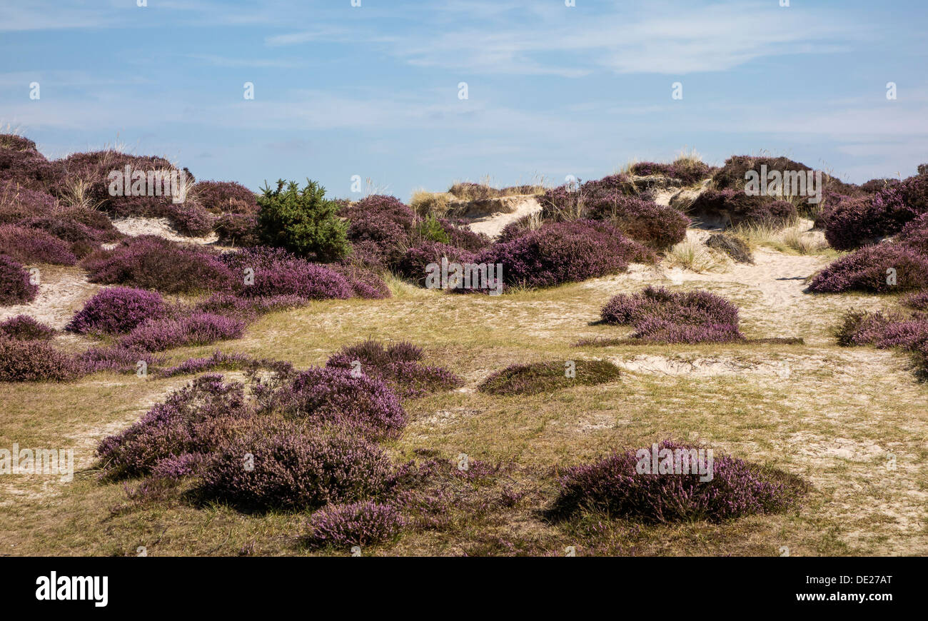 Studland, brughiera, molva e Bell heather, Isle of Purbeck, Dorset, Inghilterra, Regno Unito. Foto Stock