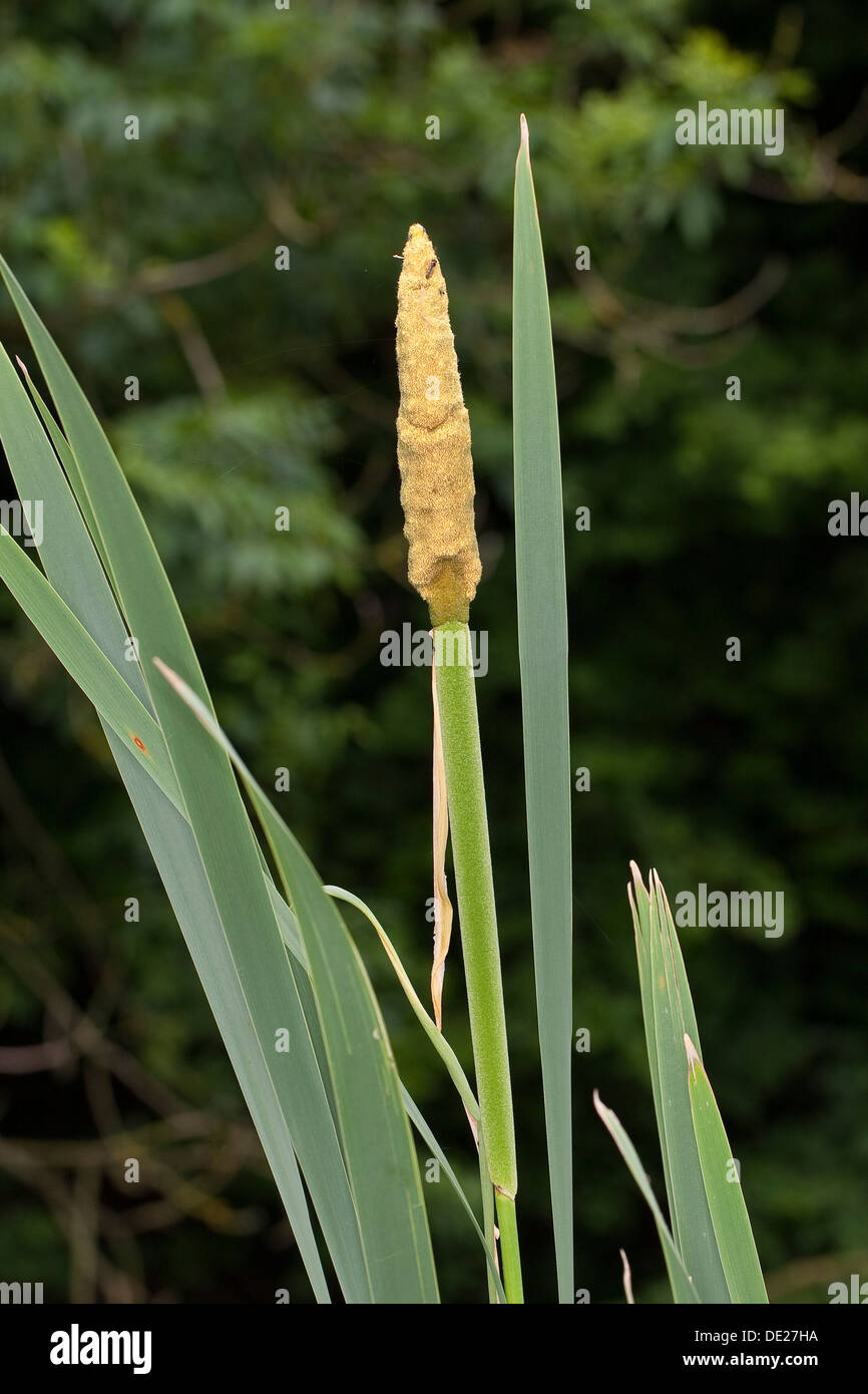 Giunco di palude, Cat Coda, Breitblättriger Rohrkolben, blühend mit polline, Typha latifolia, Massette à feuilles ampia Foto Stock