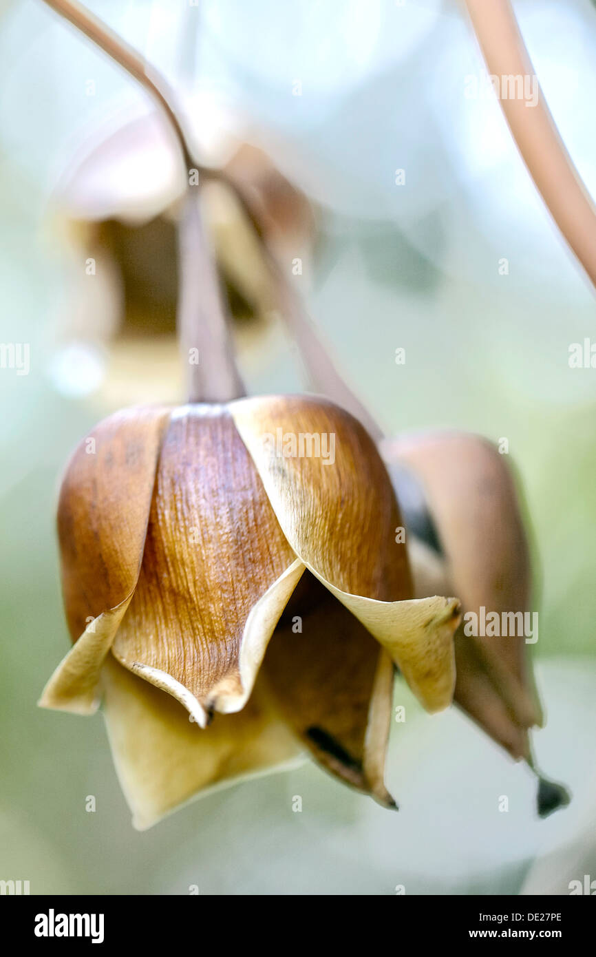 Baby Hawaiian Woodrose (Argyreia nervosa), macro, Costa di Kona, Big Island, Hawaii, STATI UNITI D'AMERICA Foto Stock