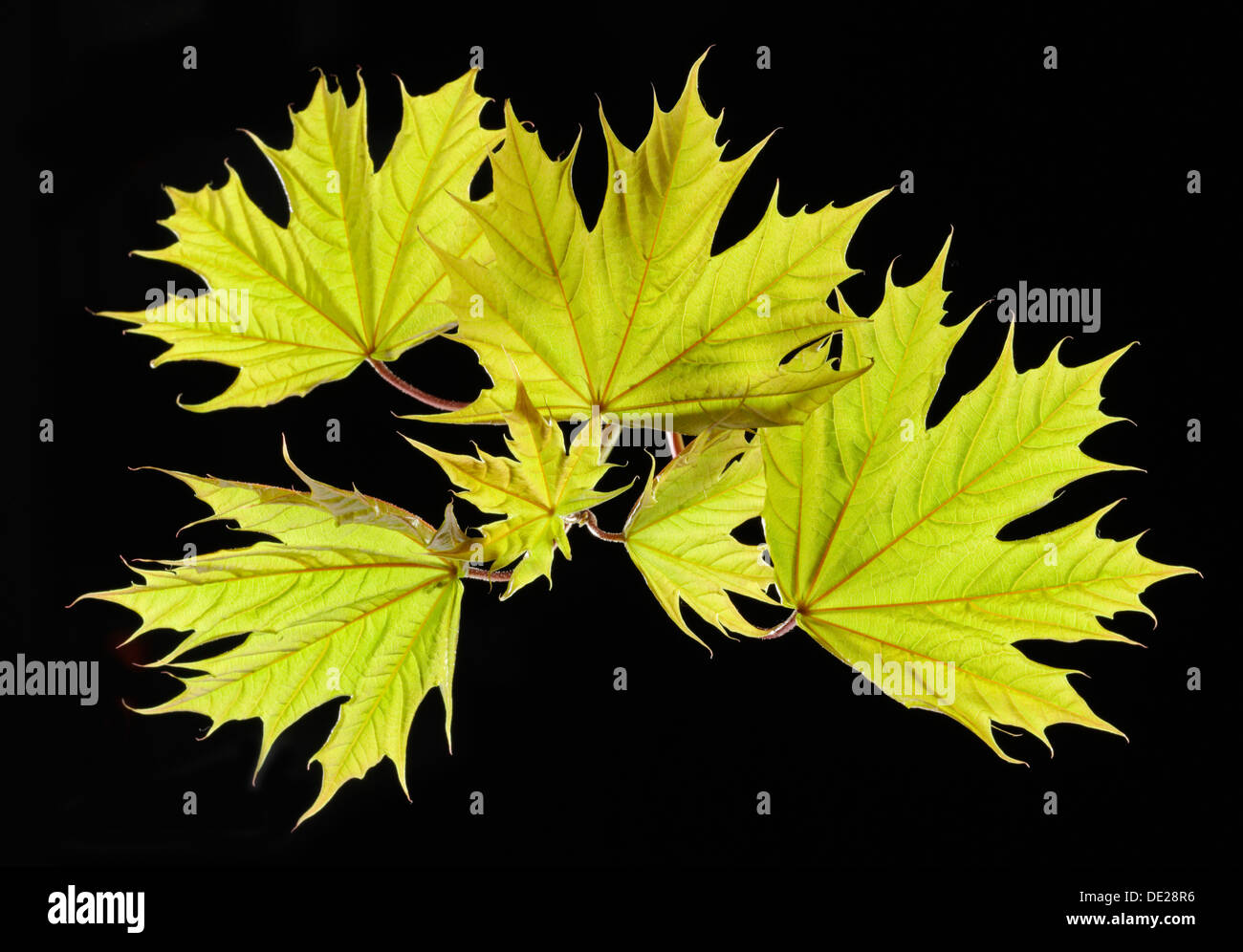 Foglie di acero, Norvegia maple (Acer platanoides) Foto Stock