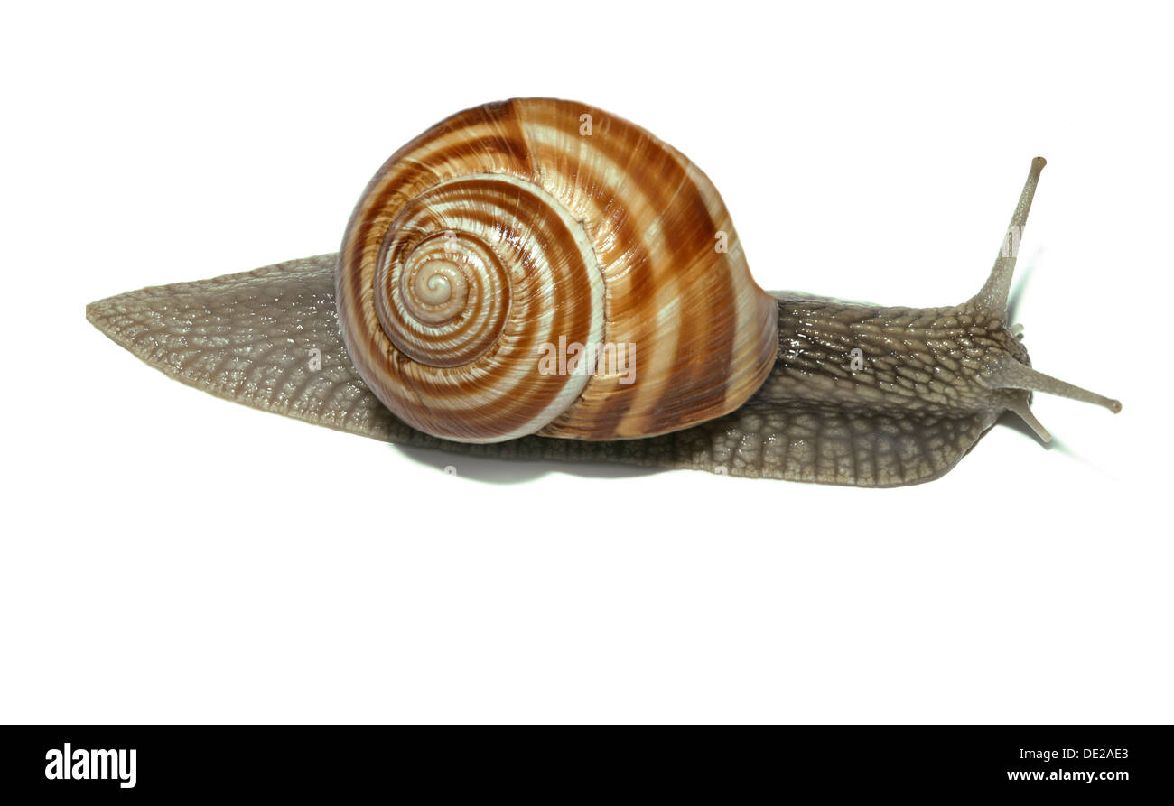 La Borgogna lumaca, romano, lumaca lumaca commestibili o escargot (Helix pomatia) Foto Stock