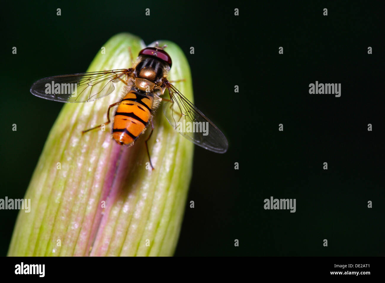 Hoverfly (Syrphus ribesii), su una foglia Foto Stock