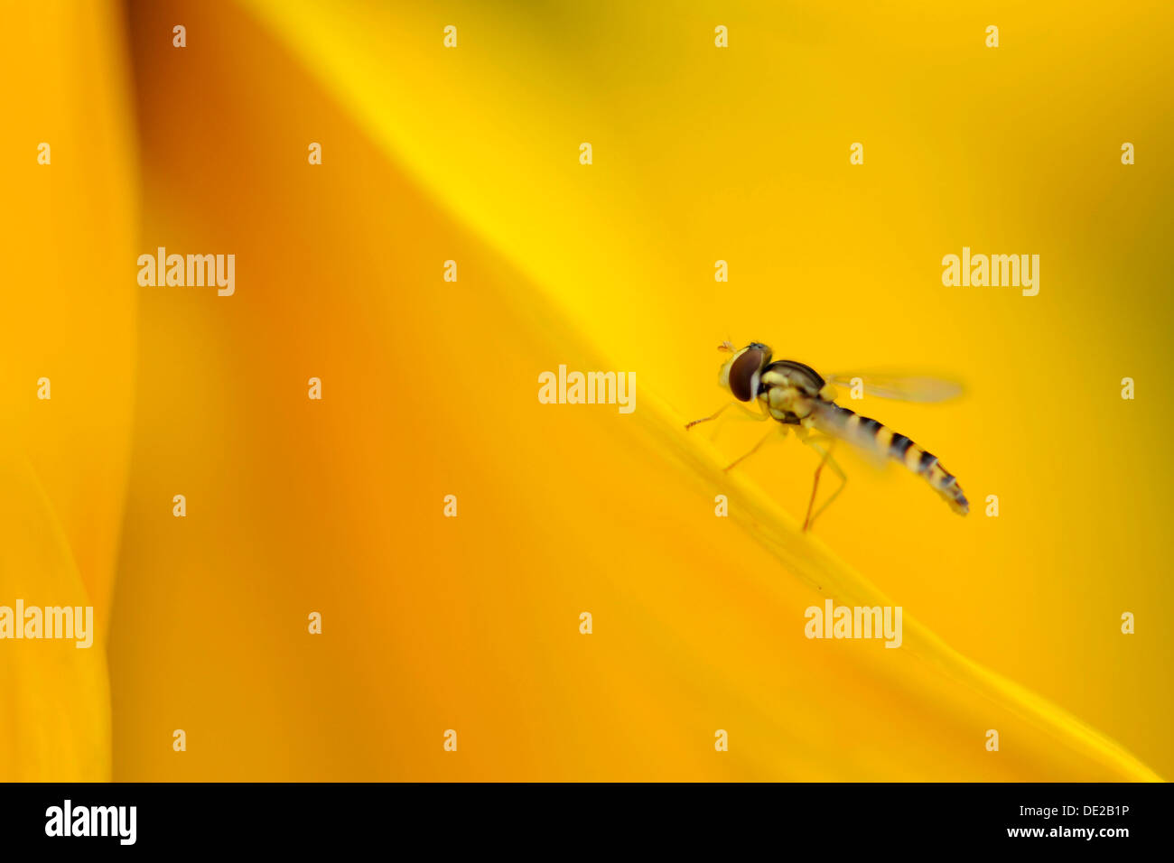 Hoverfly (Syrphidae) su un petalo di girasole Foto Stock
