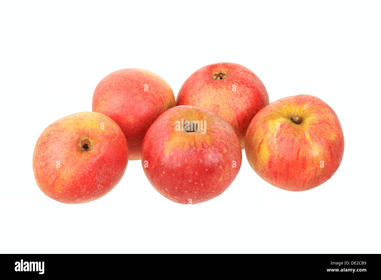Mele, Rheinischer Bohnapfel varietà, ordinamento tradizionale per la produzione di sidro di mele Foto Stock