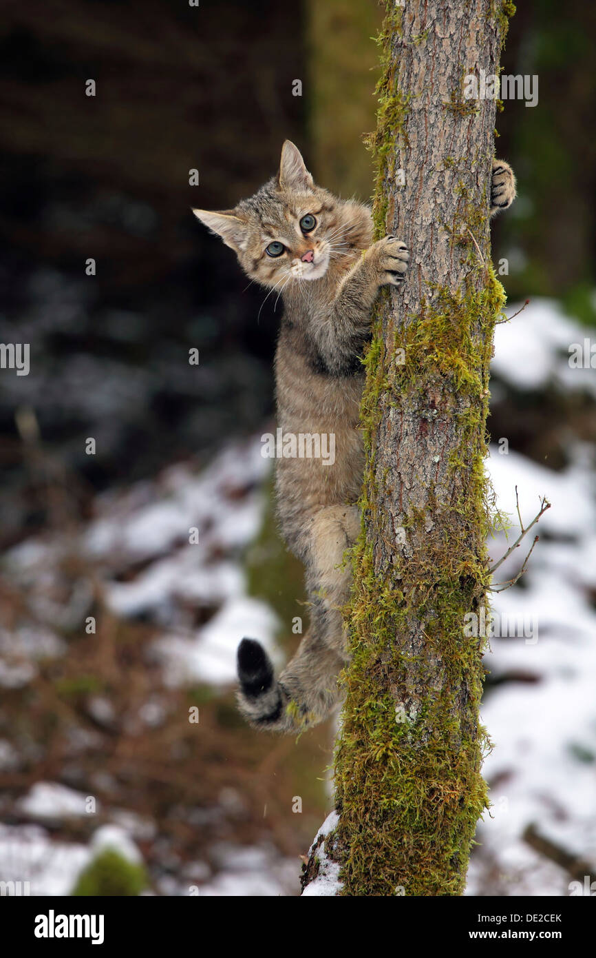 Gatto selvatico (Felis silvestris), giovane maschio di arrampicarsi su un albero, Lahn-Dill-Kreis, Taunus, Hesse, Germania Foto Stock