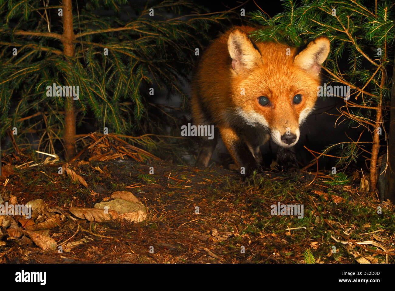 Red Fox (Vulpes vulpes vulpes) la caccia di notte Foto Stock