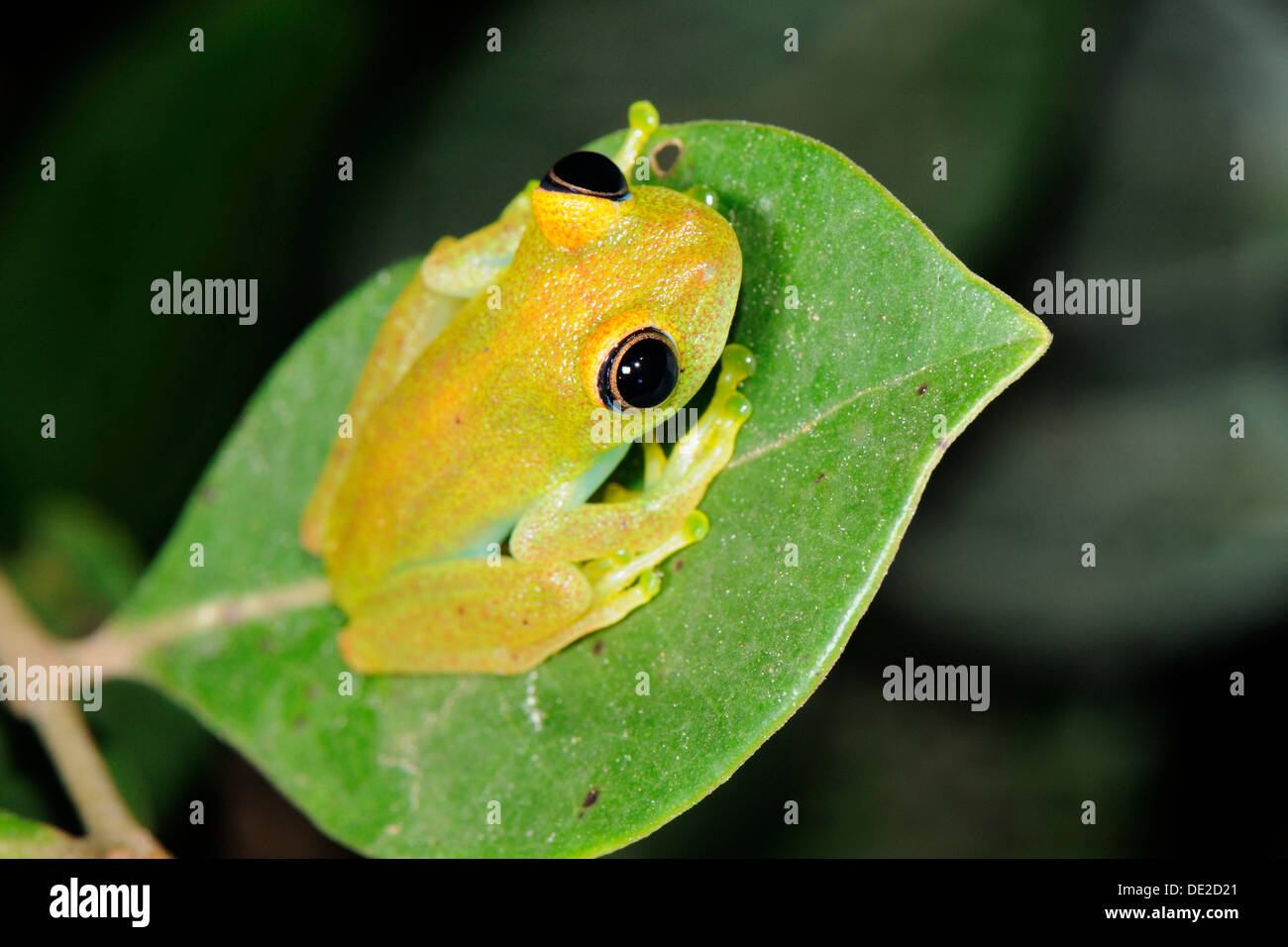 Ranocchio verde (Boophis luteus), Perinet Riserva Naturale, Madagascar, Africa Foto Stock