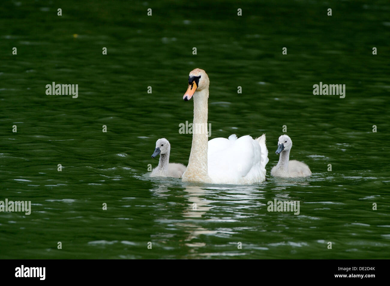 Cigno (Cygnus olor) nuoto con due cygnets Wichelsee sul Lago di Sarnen, Svizzera, Europa Foto Stock