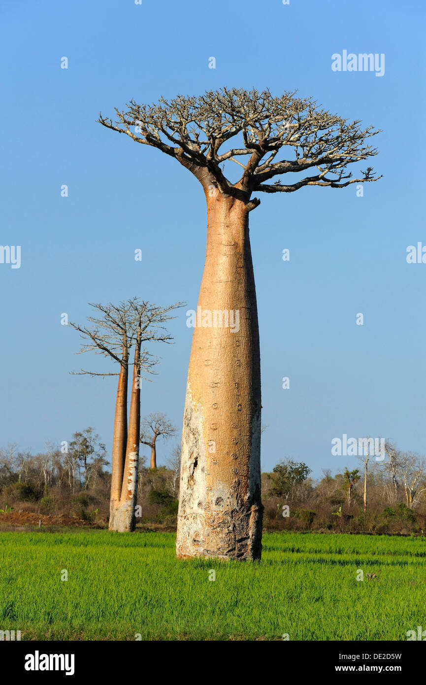 (Baobab Adansonia grandidieri), in piedi nel campo di riso, Morondava, Madagascar, Africa Foto Stock