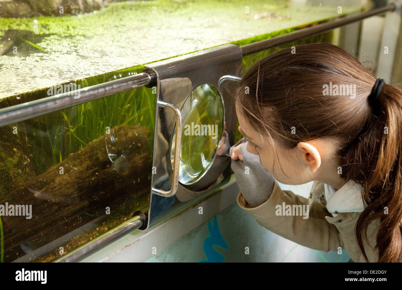Science Education UK; un bambino che studia la vita in un laghetto come parte della scienza della biologia, London Zoo, Regno Unito Foto Stock