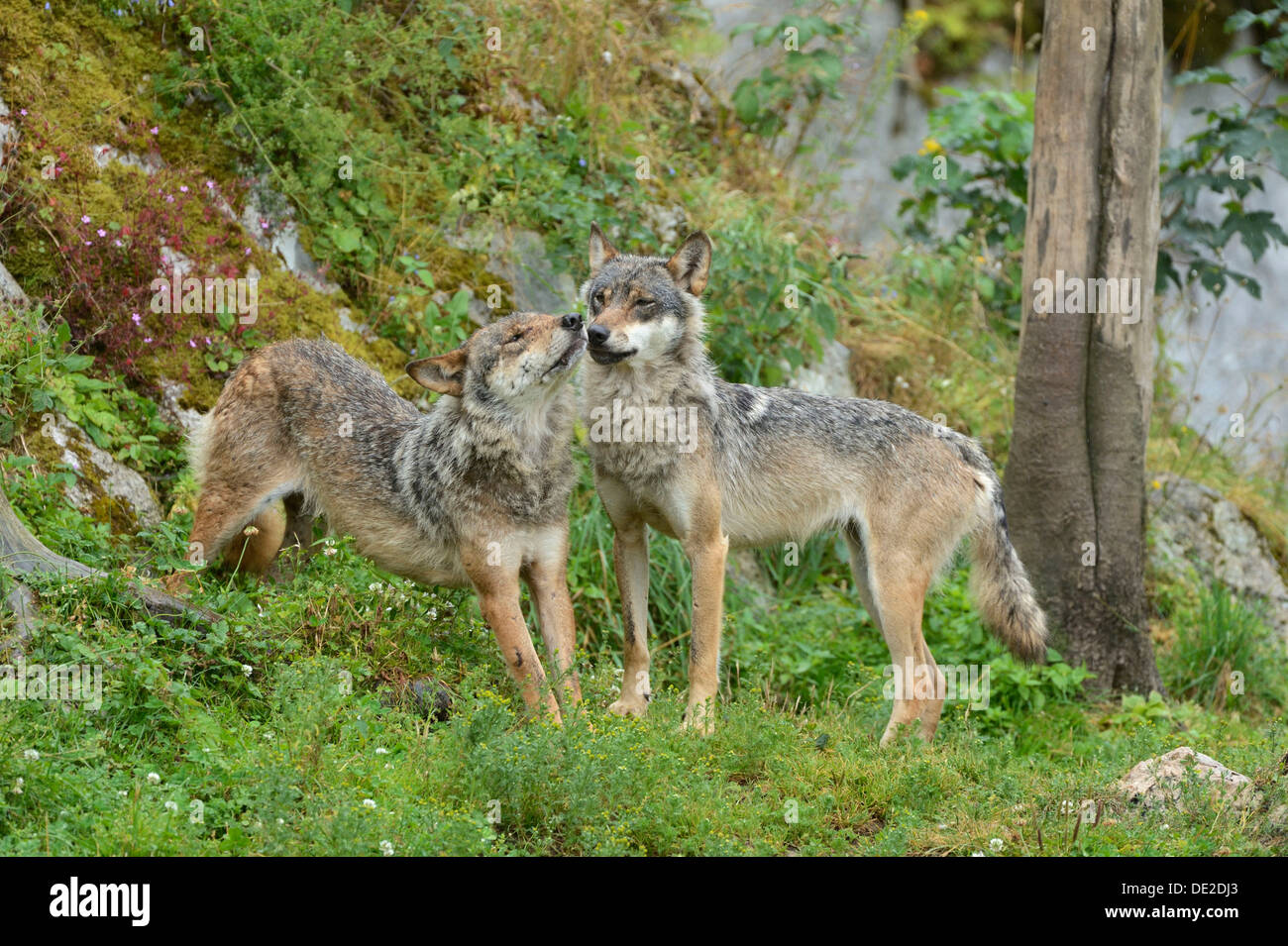 Eurasian Lupo (Canis lupus lupus), lo sniffing in corrispondenza di ciascun altro, Giura, Svizzera, Europa Foto Stock