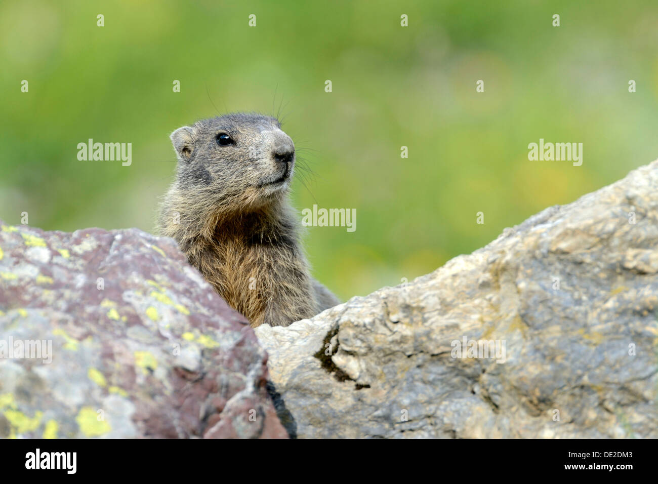 Alpine giovane marmotta (Marmota marmota) Guardando sopra una roccia, Grigioni, Svizzera, Europa Foto Stock