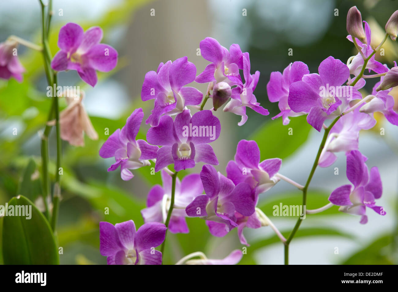 Bella orchid su sfondo verde Foto Stock