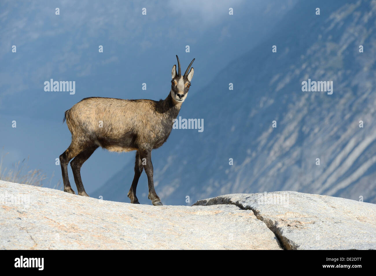 Il camoscio (Rupicapra rupicapra), femmina, in cappotto, Vallese, Svizzera, Europa Foto Stock