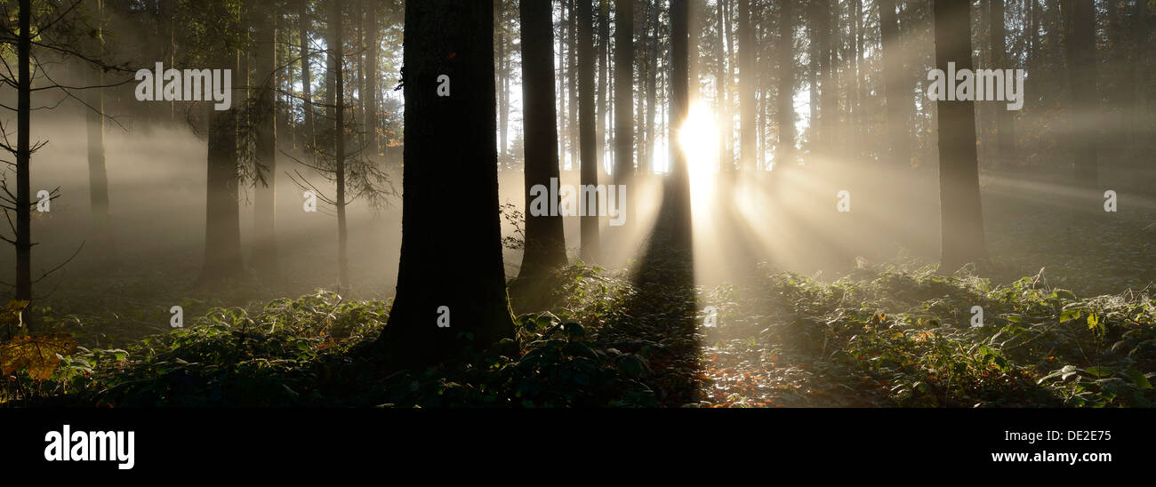 Nebbia autunnale umore in un bosco misto, Horben, Argovia, Svizzera, Europa Foto Stock