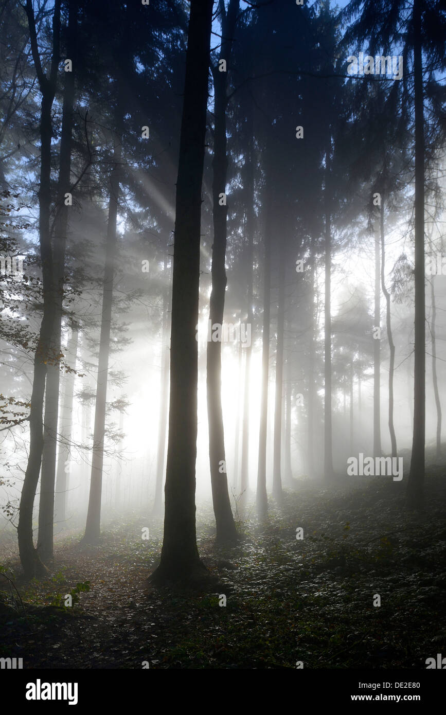 Nebbia autunnale umore in un bosco misto, Horben, Argovia, Svizzera, Europa Foto Stock