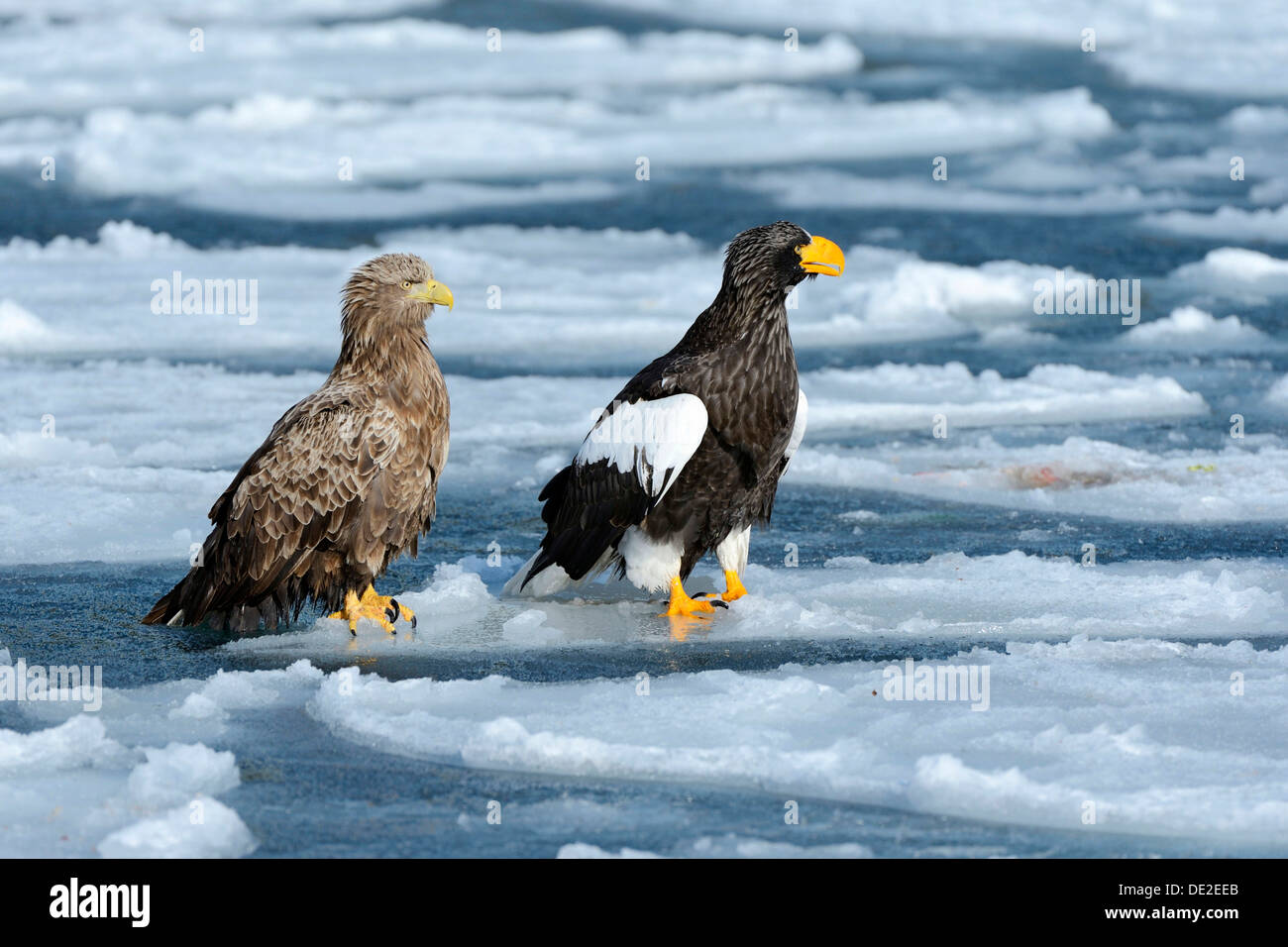 Steller's Sea Eagle (Haliaeetus pelagicus) e un White-tailed Eagle o Sea Eagle (Haliaeetus albicilla) appollaiato su un glaçon Foto Stock