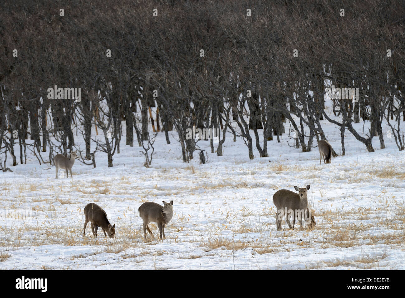 Hokkaido cervi sika, macchiato di cervo o giapponese cervo (Cervus nippon yesoensis), in piedi in un paesaggio ricoperto di neve Foto Stock