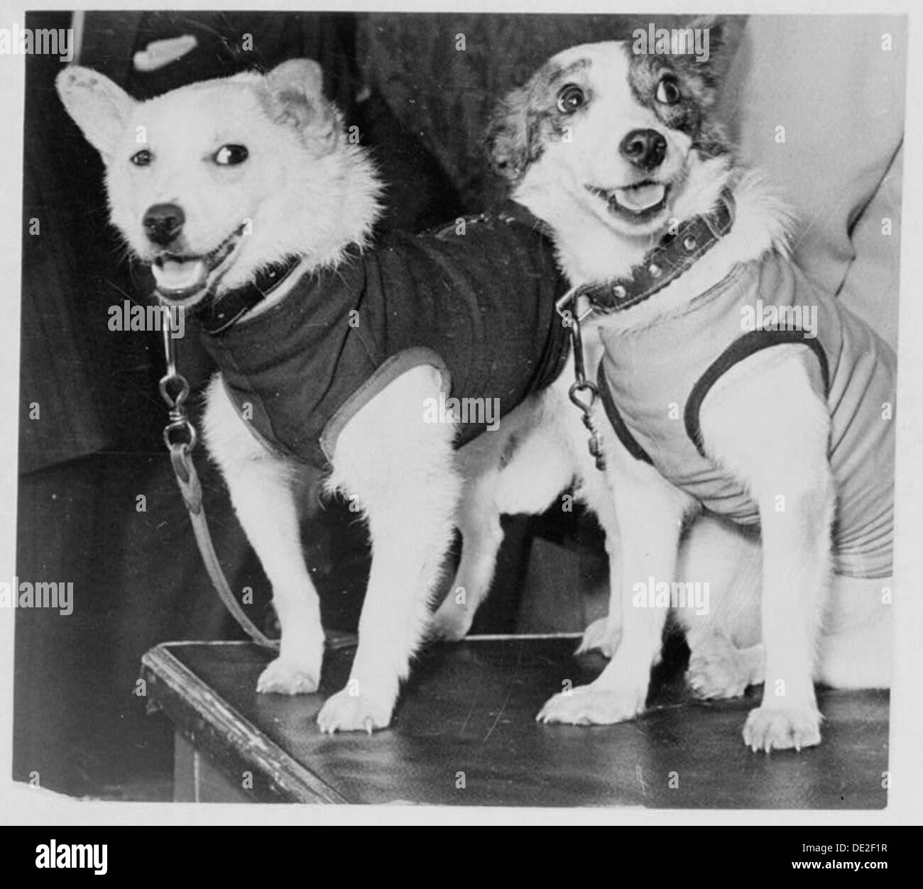 Belka e Strelka, cosmonauta russo cani, 1960. Artista: sconosciuto Foto Stock