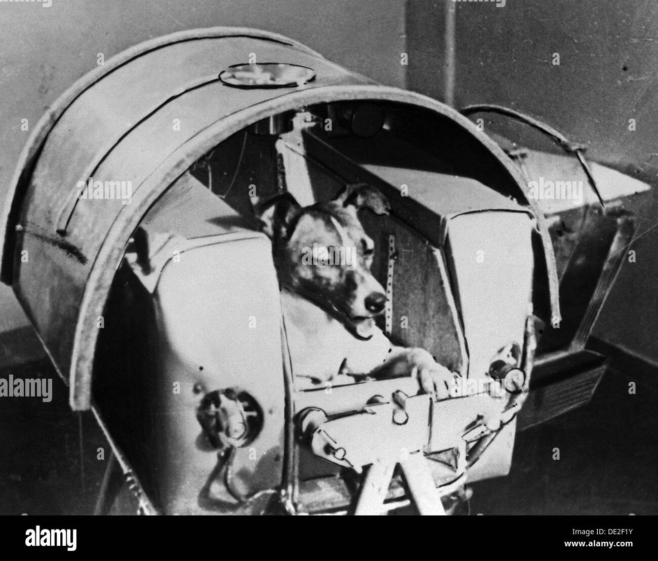 Laika, cosmonauta russo cane, 1957. Artista: sconosciuto Foto Stock