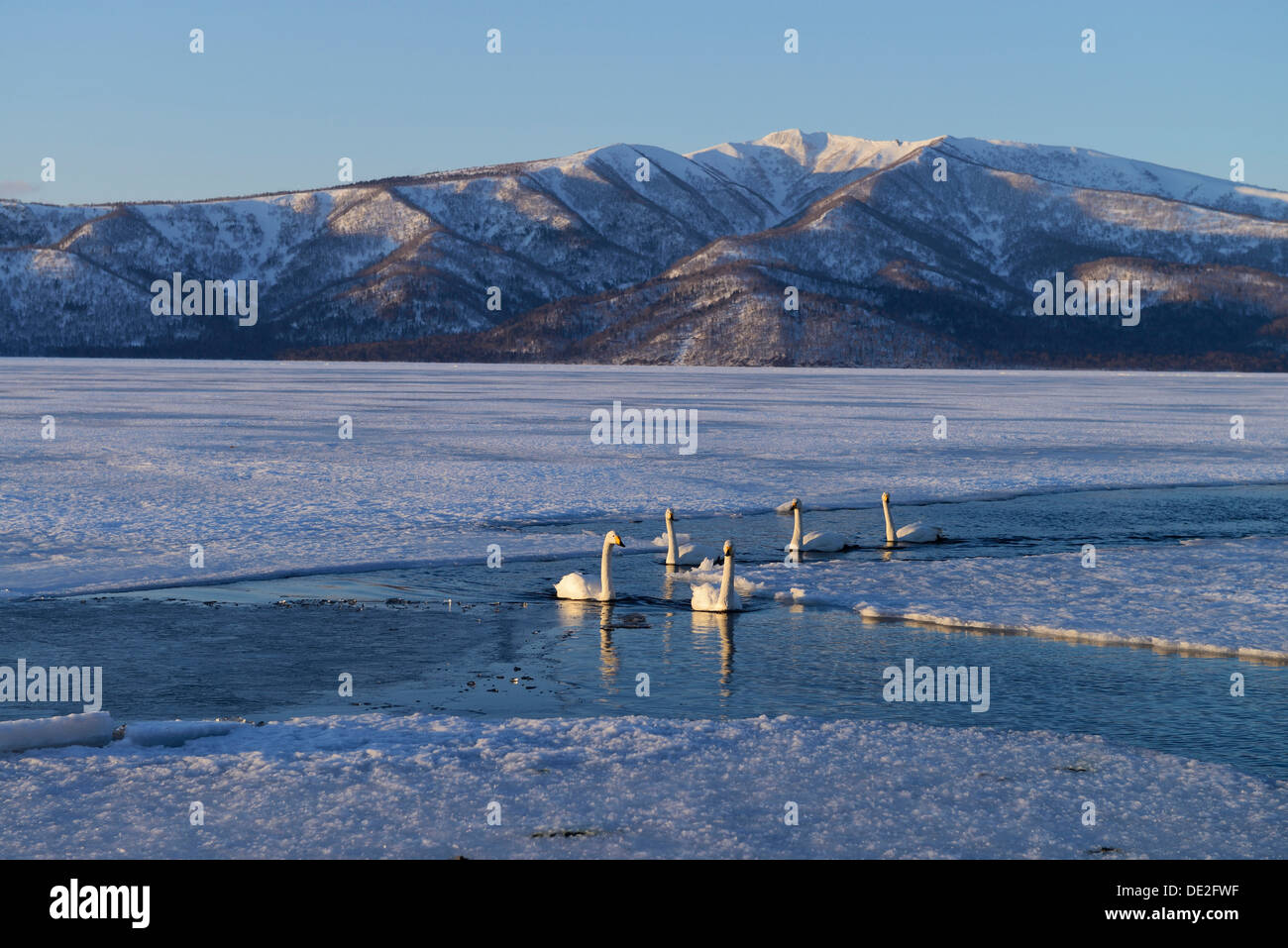 Whooper cigni (Cygnus cygnus) nuotare nella luce della sera in quasi un lago ghiacciato, Lago di Kussharo, Kawayu Onsen, Hokkaido Foto Stock