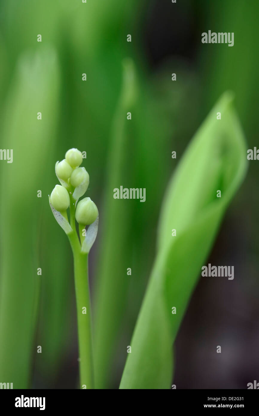 Le gemme del giglio della valle dei fiori (convallaria majalis) Foto Stock