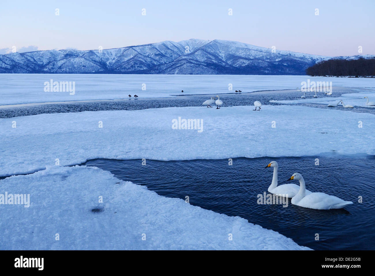 Whooper cigni (Cygnus cygnus) in un ice-sezione libera di un lago ghiacciato, Lago di Kussharo, Kawayu Onsen, Hokkaido, Giappone Foto Stock