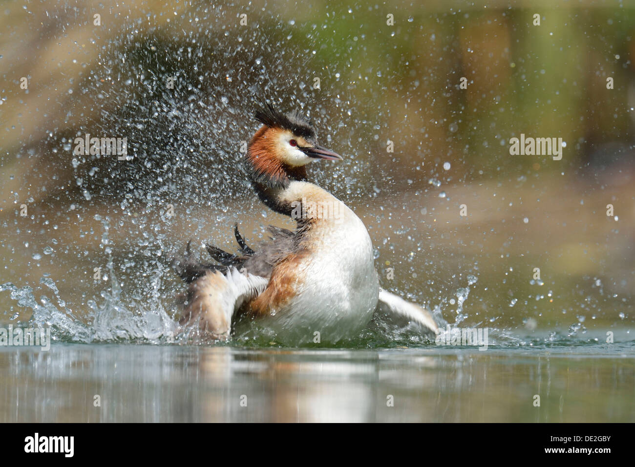 Svasso maggiore (Podiceps cristatus), preening, il Lago di Lucerna, Lucerna, il cantone di Lucerna, Svizzera Foto Stock