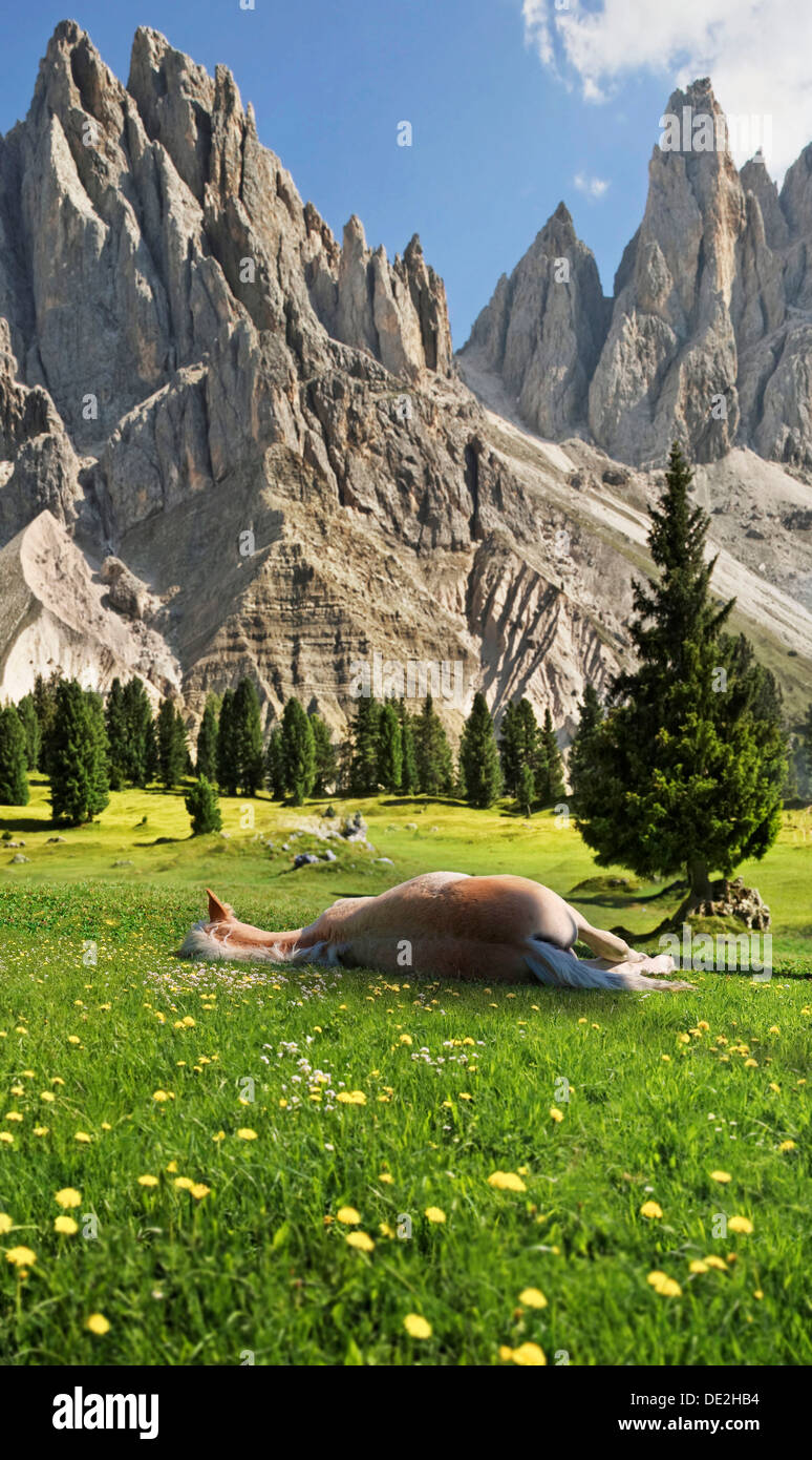 Un sonno Cavalli di Razza Haflinger, Geisler montagne sul retro, Gschnagenhardt Alm alp, Villnoesstal valley, Puez-Geisler Natura Park Foto Stock