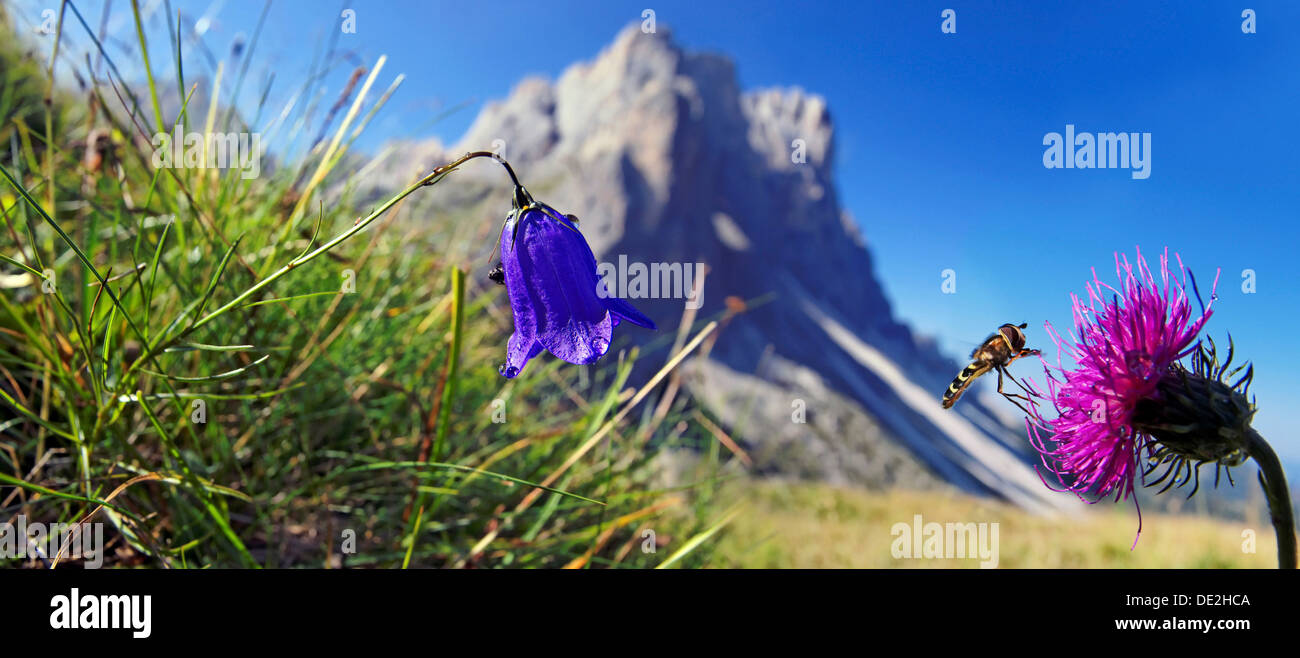 Un harebell (Campanula rotundifolia) e un Hoverfly (Syrphidae) arroccato su un Alpine thistle (Carduus defloratus) Foto Stock