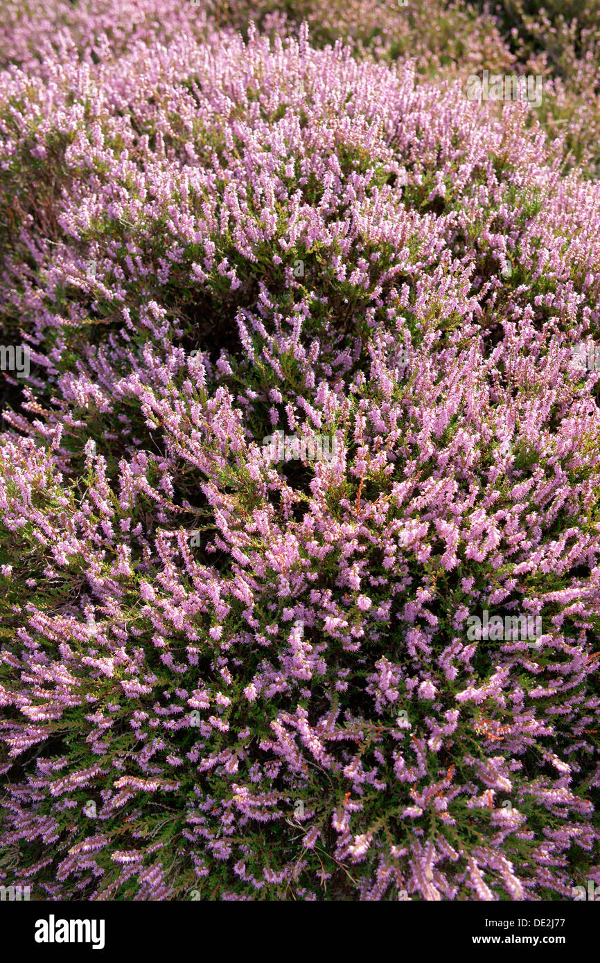 Heather (Calluna vulgaris), Sylt, Sylt, Schleswig-Holstein, Germania Foto Stock