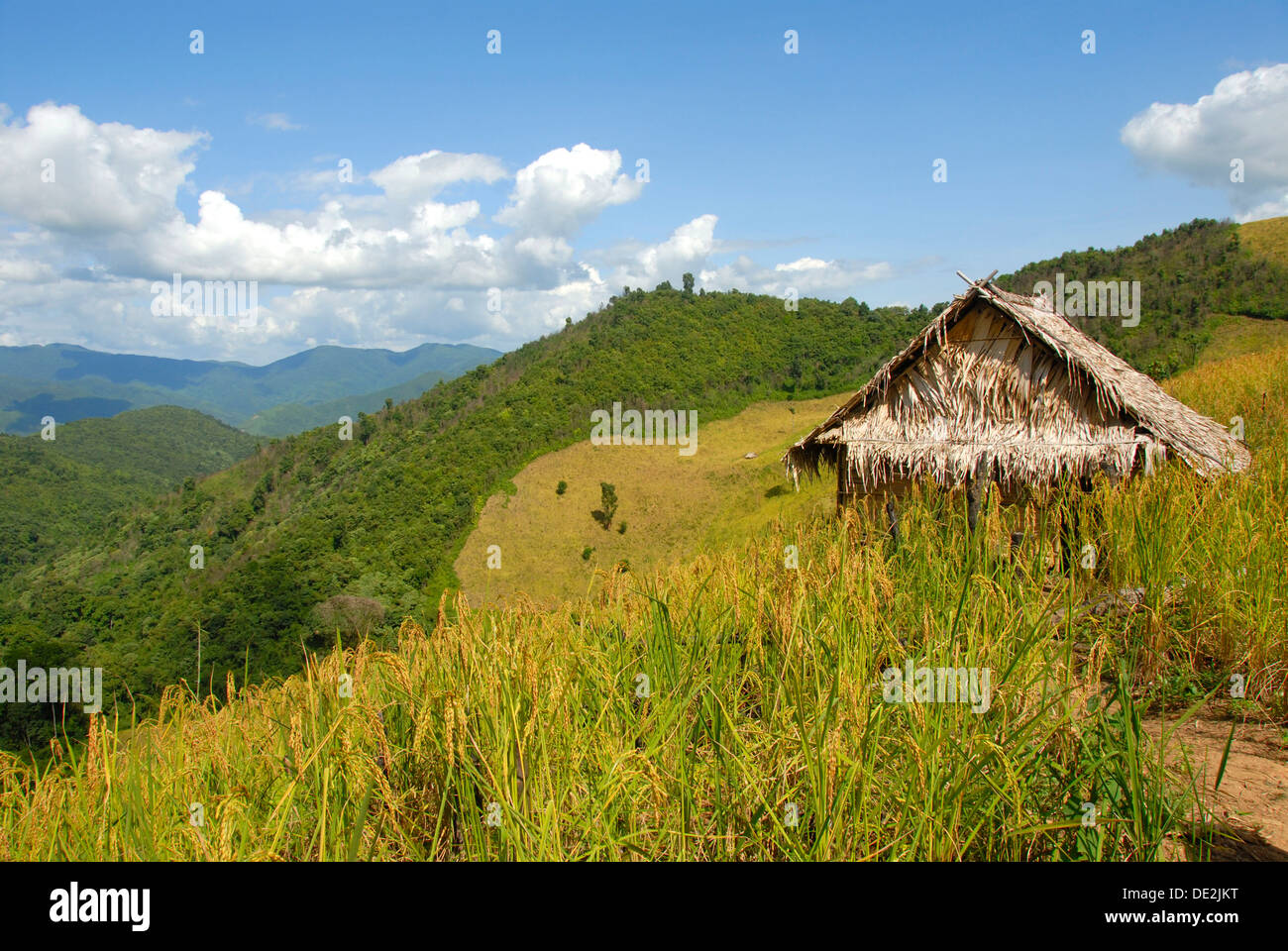 Paddy con capanna di paglia nel paesaggio di montagna, Vicino Saenyang divieto, Distretto Muang Khoua, Phongsali provincia, Laos, sud-est asiatico Foto Stock