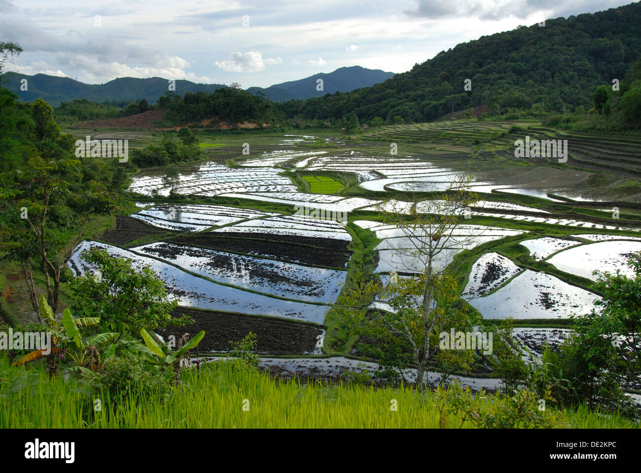 Agricoltura, acqua, risone, riso bagnati, vicino a divieto di Nong Pet, Xieng Khouang provincia, Laos, Asia sud-orientale, Asia Foto Stock