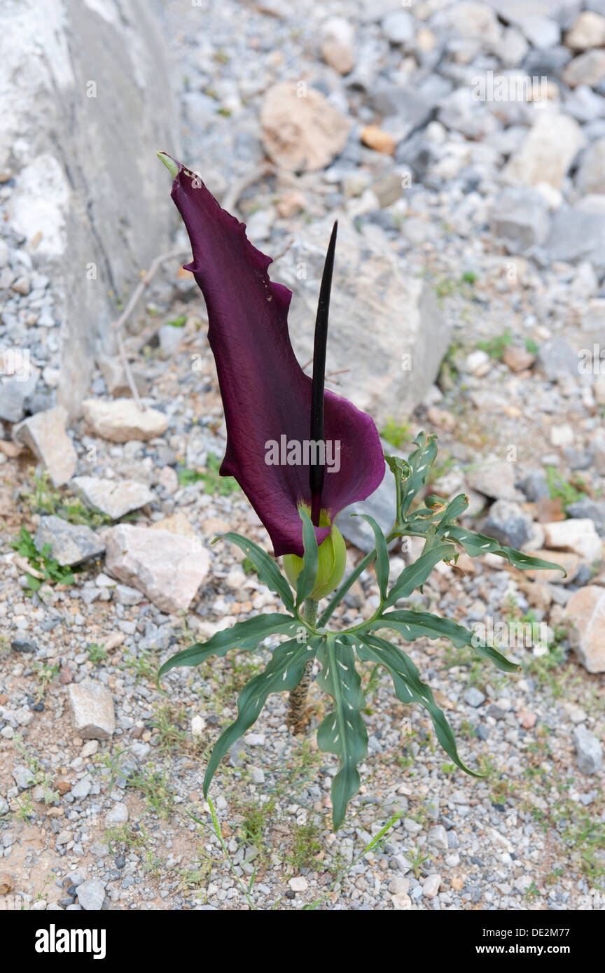 Dragon arum (Dracunculus vulgaris) in habitat rocciosi, Rouwas Gorge, vicino a Ano Zaros, Creta, Grecia, Europa Foto Stock