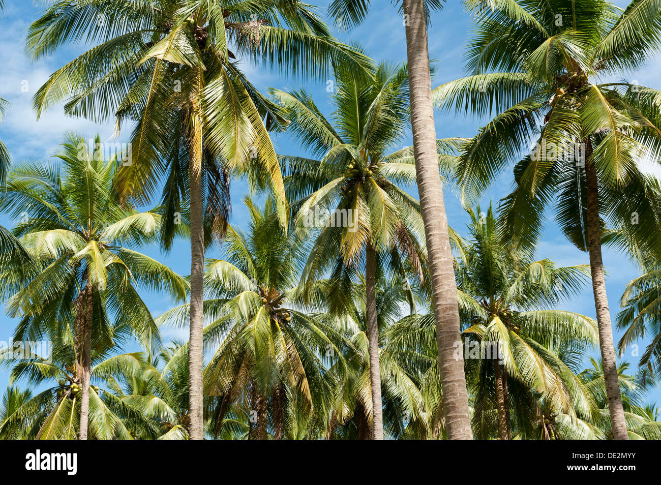 Palme da cocco (Cocos nucifera) su una piantagione di cocco, coltivazione,  Khao Lak, Phang Nga, Thailandia Foto stock - Alamy