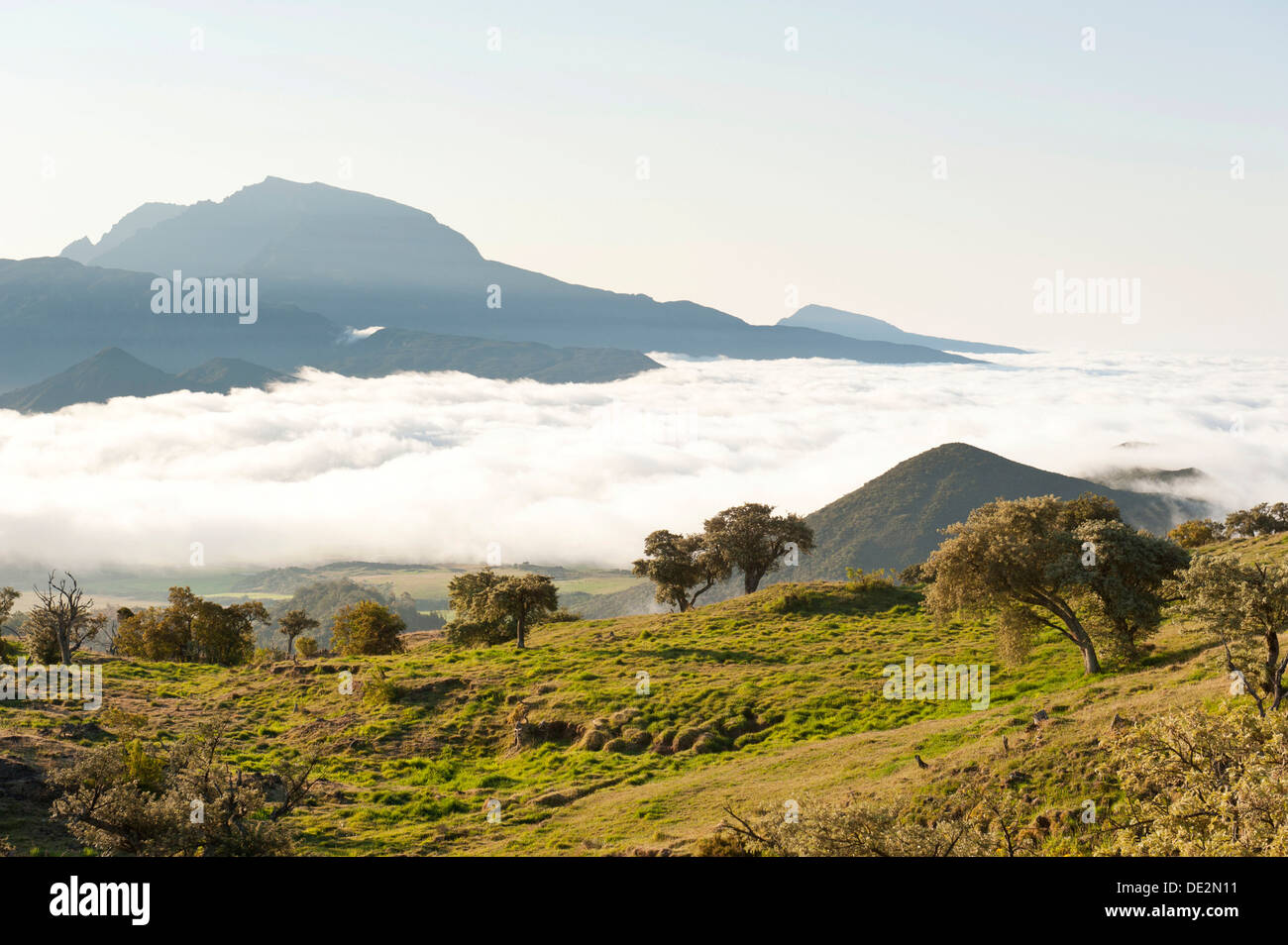 Paesaggio con alberi e prato, il Monte Piton de Neiges sul retro, Plaine des Cafres, vicino Bourg-Murat, La Réunion, Reunion Foto Stock