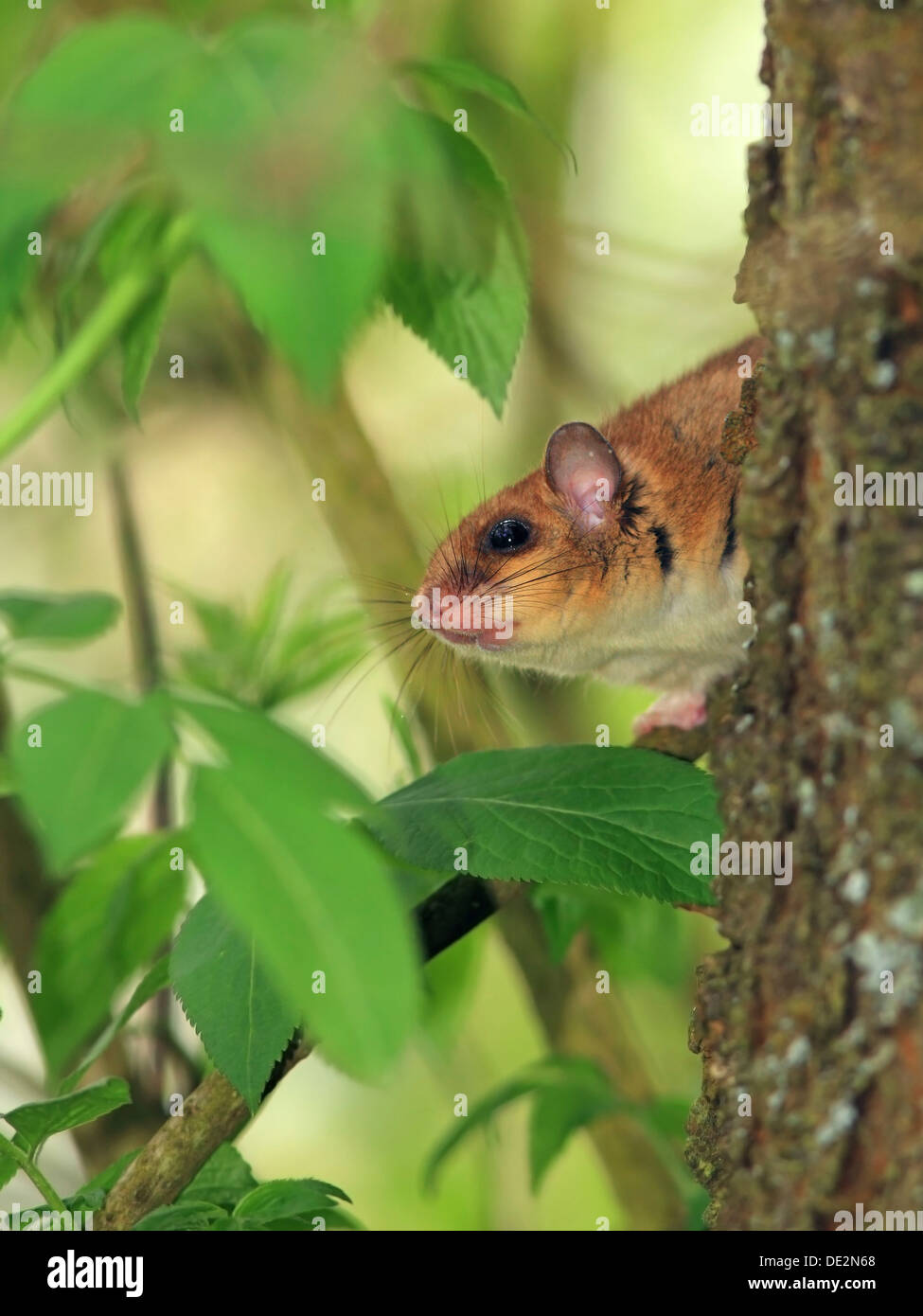 Moscardino commestibili o fat ghiro (Glis glis) appollaiato su un albero, Solms, Hesse Foto Stock