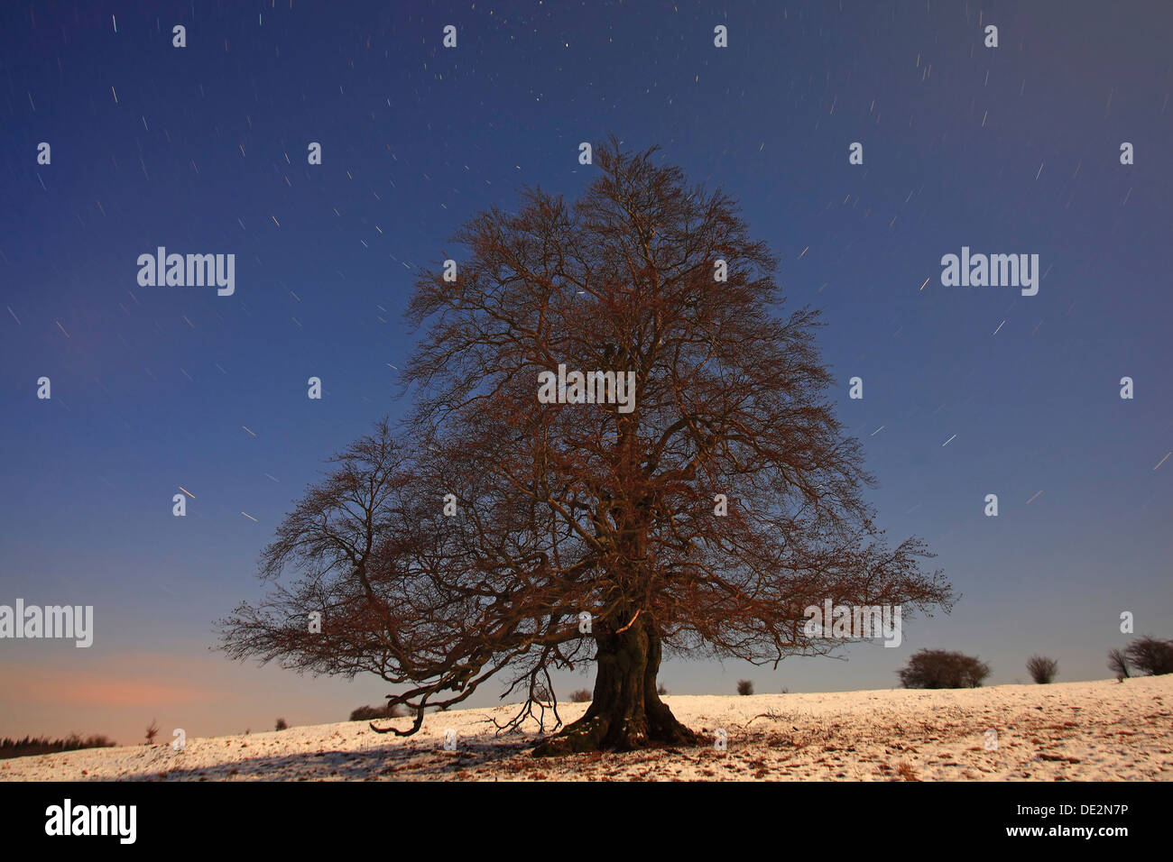 Solitario faggio in inverno, una lunga esposizione con orbite stellari, Mt Knoten, Hoher Westerwald regione, Hesse Foto Stock