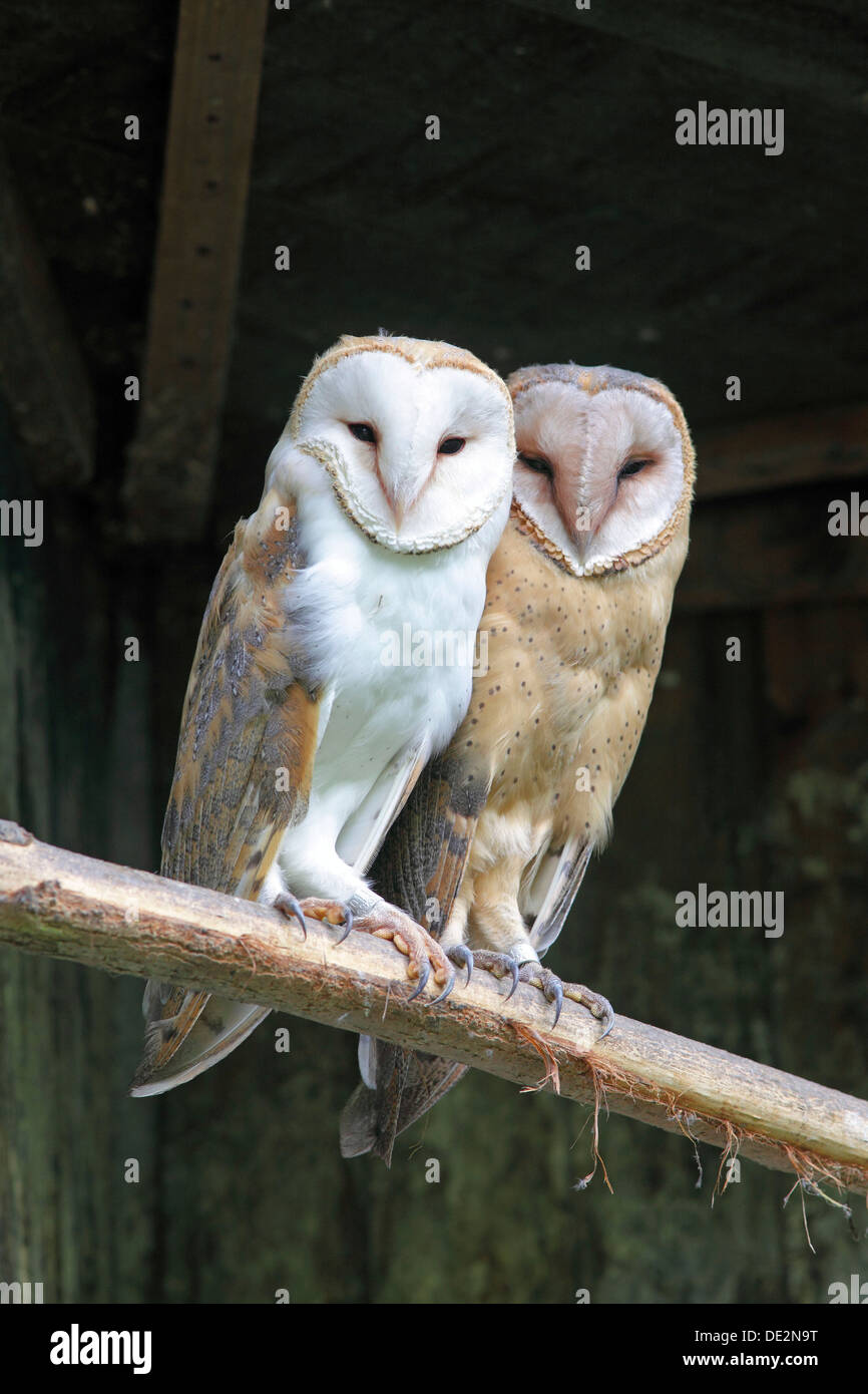 I Barbagianni (Tyto alba) seduto su un pesce persico Foto Stock