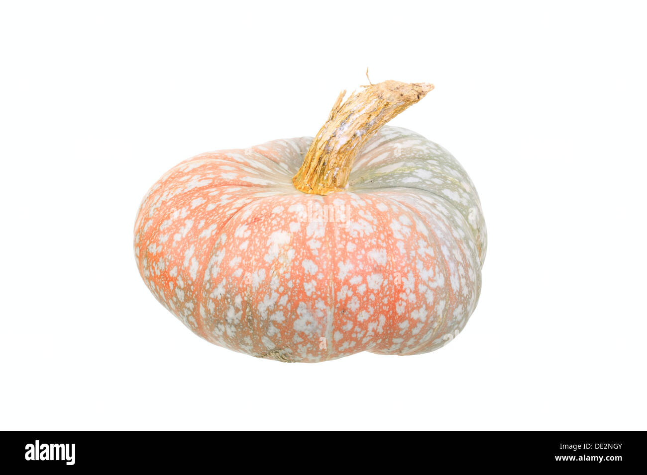 Gourd, 'Turk della PAC Squash" varietà Foto Stock