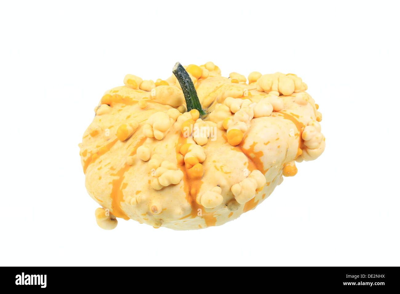 Presenta verrucosa zucca ornamentale, 'Patisson" varietà Foto Stock
