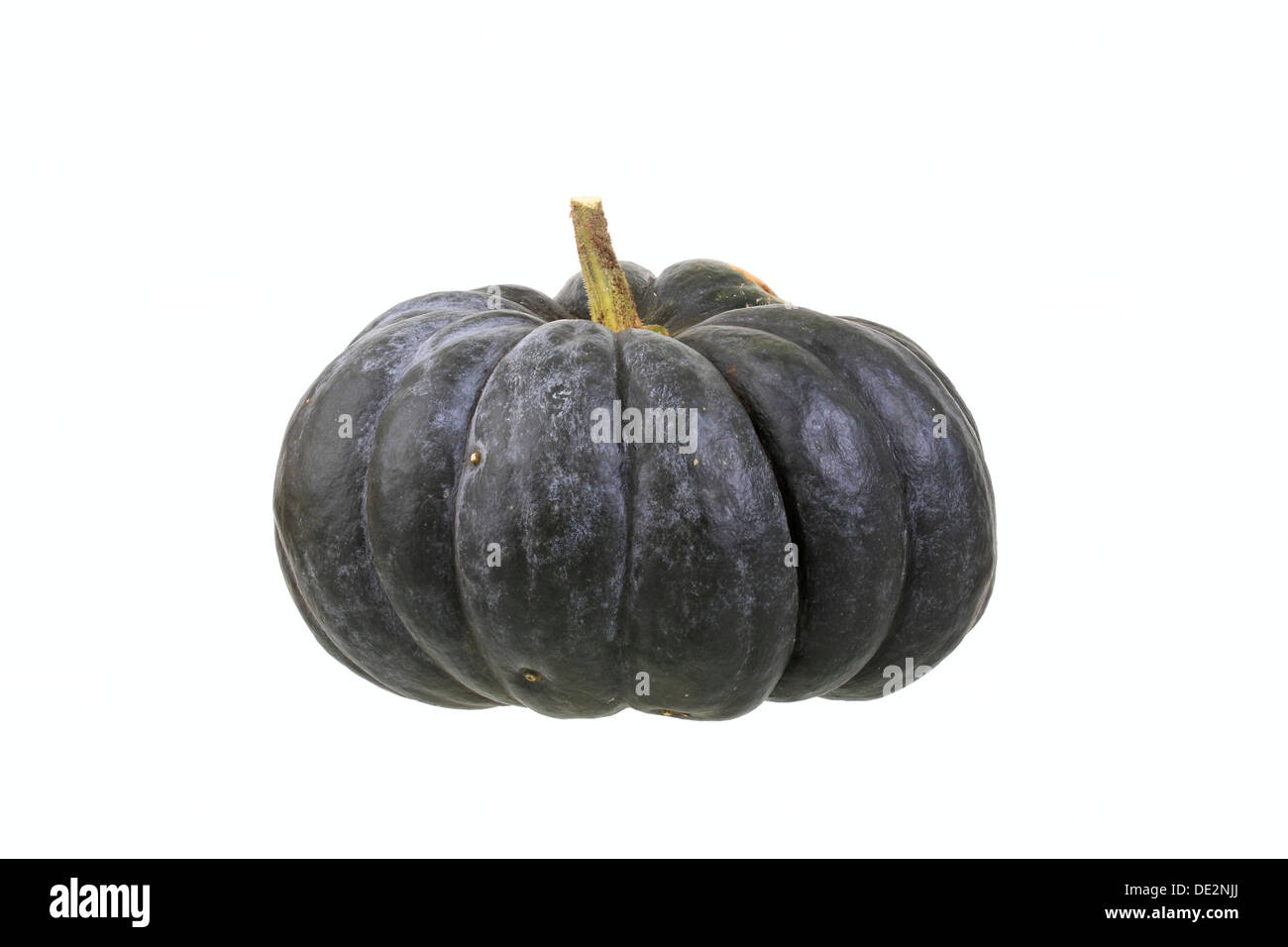 La zucca "usque de Provence' varietà Foto Stock