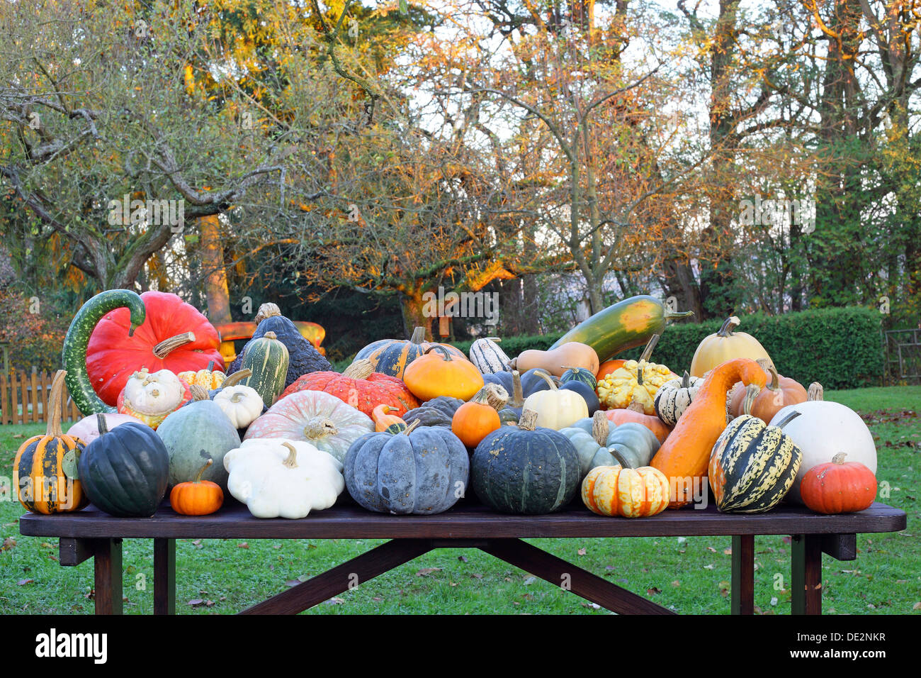Selezione di diverse varietà di zucca in autunno, Rosso Verruca, Muscat de Provence, Patisson o Pattypan Squash Foto Stock