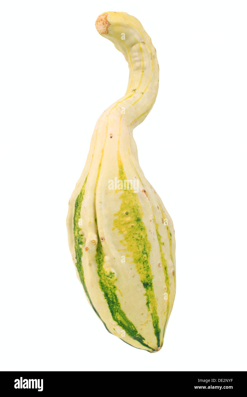 Gourd, ali d'Autunno, il collo di bottiglia di zucca Foto Stock