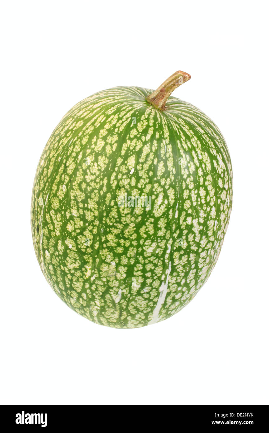 Squash, foglia di fico zucca (Cucurbita ficifolia) Foto Stock